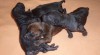 Thajský ridgeback - štěňátka 100159_t.jpg