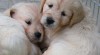 Golden retriever 100385_t.jpg