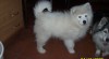 Samojed: štěňátka s průkazem původu 100646_t.jpg