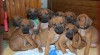 Rhodesian ridgeback - štěňata s PP 101941_t.jpg