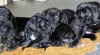 Štěňátka Cane Corso 10438_t.jpg