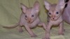 Sphynx kanadský s PP 105470_t.jpg