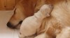 Zlatý retriever štěňátka s PP 10606_t.jpg