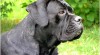 cane corso štěňátka 10640_t.jpg