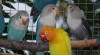 Agapornis fischeri 110360_t.jpg