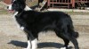 Štěňátka border collie s PP 11148_t.jpg