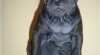 Thajský ridgeback - štěňátka 111504_t.jpg