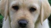 Labrador s PP 11150_t.jpg