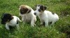 jack russel terier 11331_t.jpg