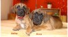 Rhodéský ridgeback-fenečky s PP 115237_t.jpg
