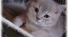 Britský LILOVÝ TICKET TABBY kocourek s PP. 115482_t.jpg