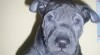 thajský ridgeback 115806_t.jpg