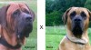 Tosa Inu – zahraniční krytí ! 115986_t.jpg