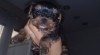 Yorkie Terrier 124624_t.jpg