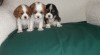 štěnata kavalir king charles spaniel 125663_t.jpg