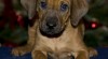 Štěňata rhodéských ridgebacků s PP 128361_t.jpg