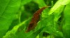 prodam krevetky Red Cherry 128779_t.jpg