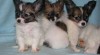 papillon , motýlek , papilon 132418_t.jpg