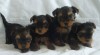 Yorkshire terrier S PP 132612_t.jpg