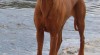 Rhodesian ridgeback 13299_t.jpg