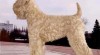 Štěňata Irish Soft Coated Wheaten Terrier 13303_t.jpg