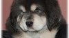 Štěňátka Tibetské dogy s PP 133429_t.jpg