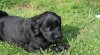 Flat coated retriever 13377_t.jpg