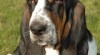 Basset Hound 13426_t.jpg