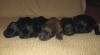 BRIARD - štěňátka 135560_t.jpg