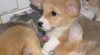 welsh corgi pembrok 135829_t.jpg