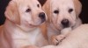LABRADOR RETRIEVER 135948_t.jpg