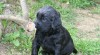 Flat coated retriever 13779_t.jpg
