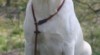 Zadáme štěňátka Labradorských Retrívrů 13808_t.jpg