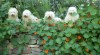 Štěňátka Coton de Tulear bez PP po výstavních předcích 138390_t.jpg
