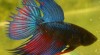 Betta splendens (CT) 139056_t.jpg