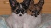 papillon , motýlek , papilon 139418_t.jpg