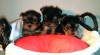 3 Rozkošný Little Yorkie štěňátka! 140006_t.jpg