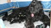 BRIARD ČERNÝ - ŠTĚŇATA 14002_t.jpg