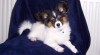 Papillon 140282_t.jpg