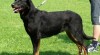 BEAUCERON (BOSERON) – Francouzský ovčák – štěně 142974_t.jpg