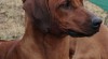 Rhodesian ridgeback 14335_t.jpg