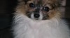papillon , motýlek , papilon 143386_t.jpg
