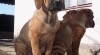 Tosa Inu - pejsek Furio s PP 145086_t.jpg