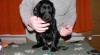 Flat coated retriever štěňata s PP 145195_t.jpg