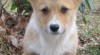 welsh corgi pembroke 148092_t.jpg