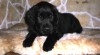 Flat Coated Retriever 148732_t.jpg