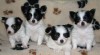 papillon 151376_t.jpg
