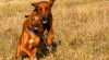 Rhodesian ridgeback 15144_t.jpg