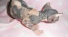 Sphynx koťátka s PP na mazlíka i pro chov 153128_t.jpg