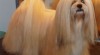 štěňátka lhasa-apso 154519_t.jpg